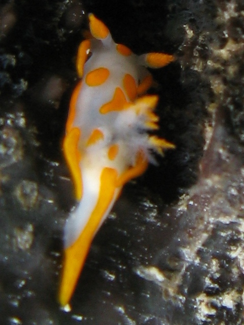 Trapania maculosa